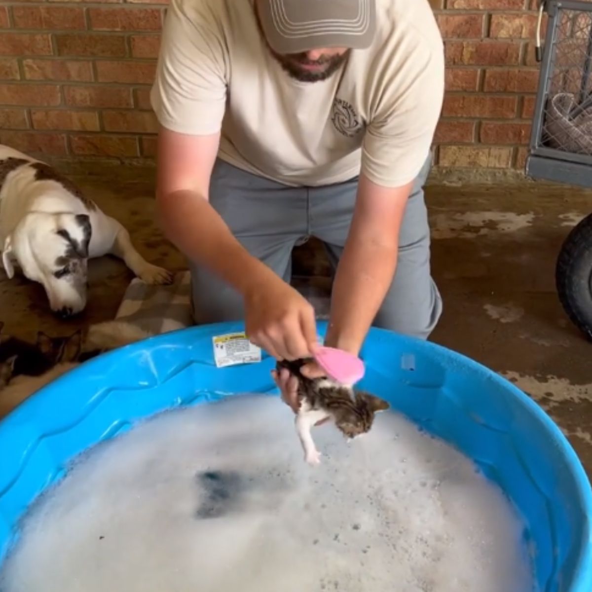 kitten getting cleaned