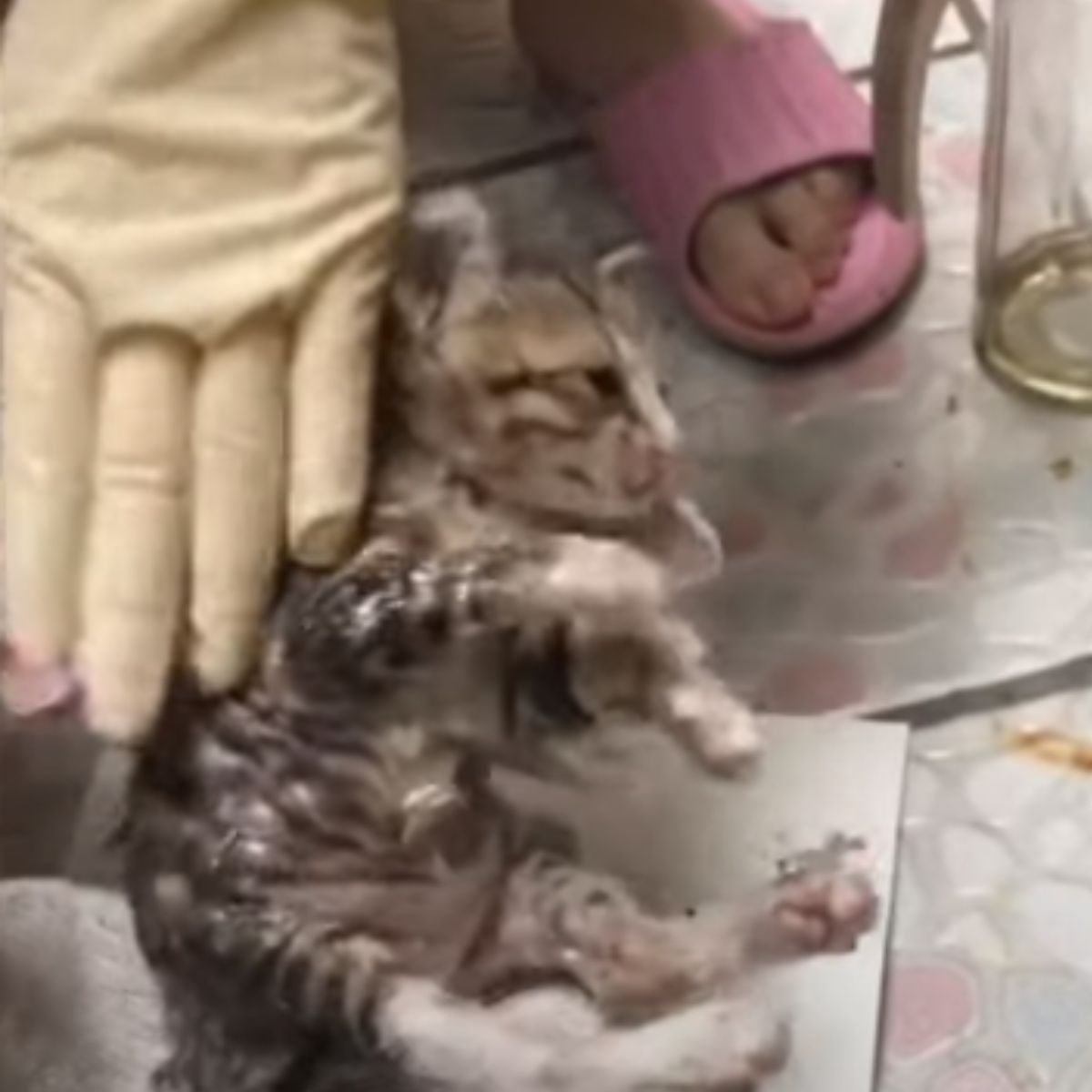 kitten getting cleaned