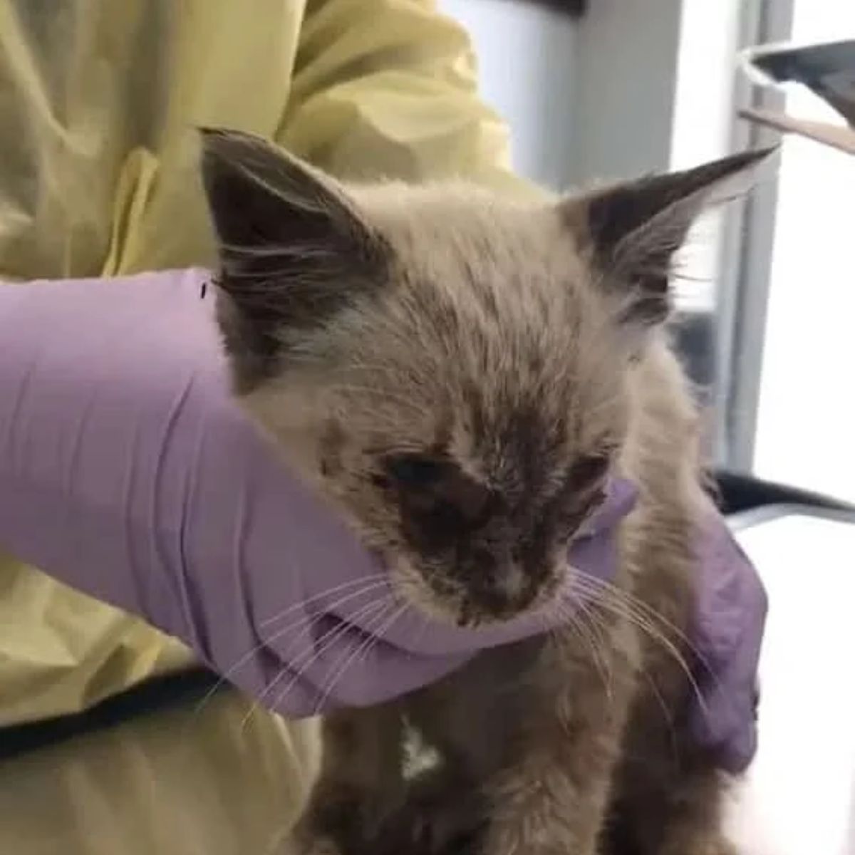 kitten getting examined