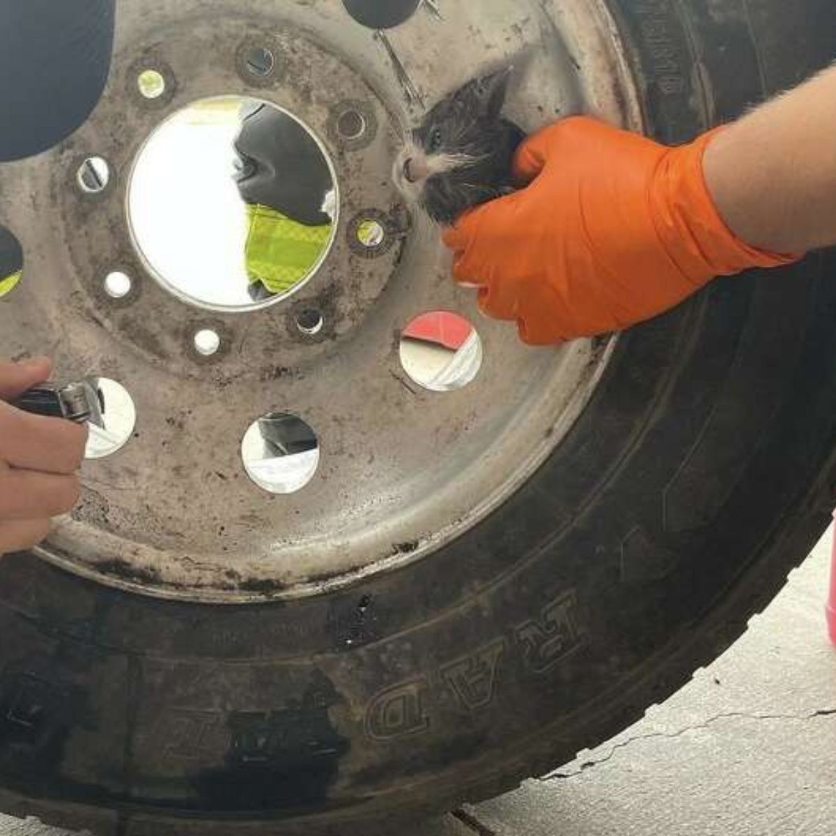 kitten getting help