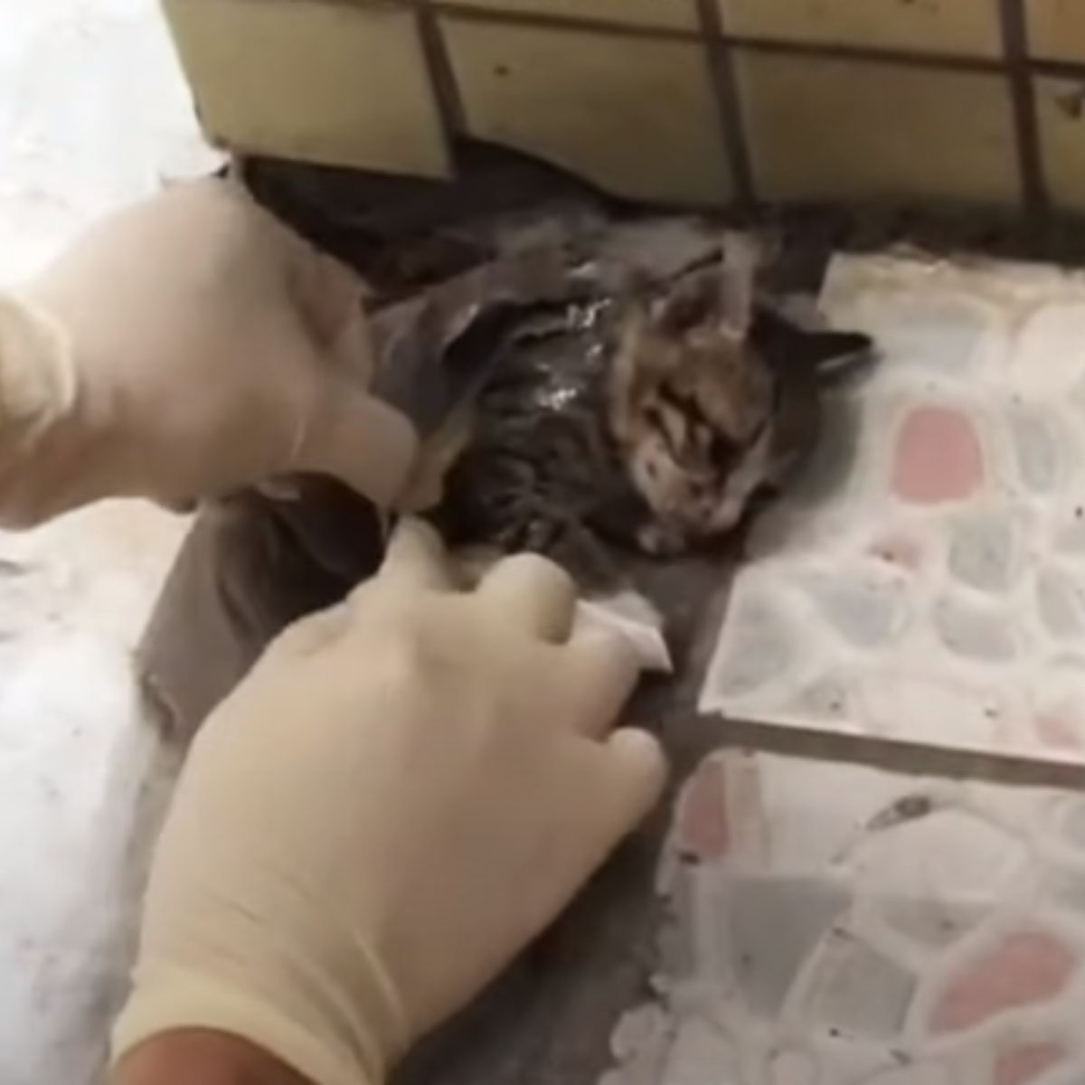 kitten getting rescued