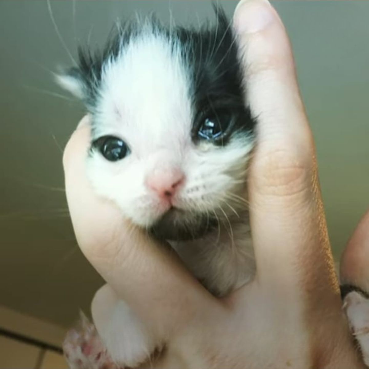 kitten held in hand