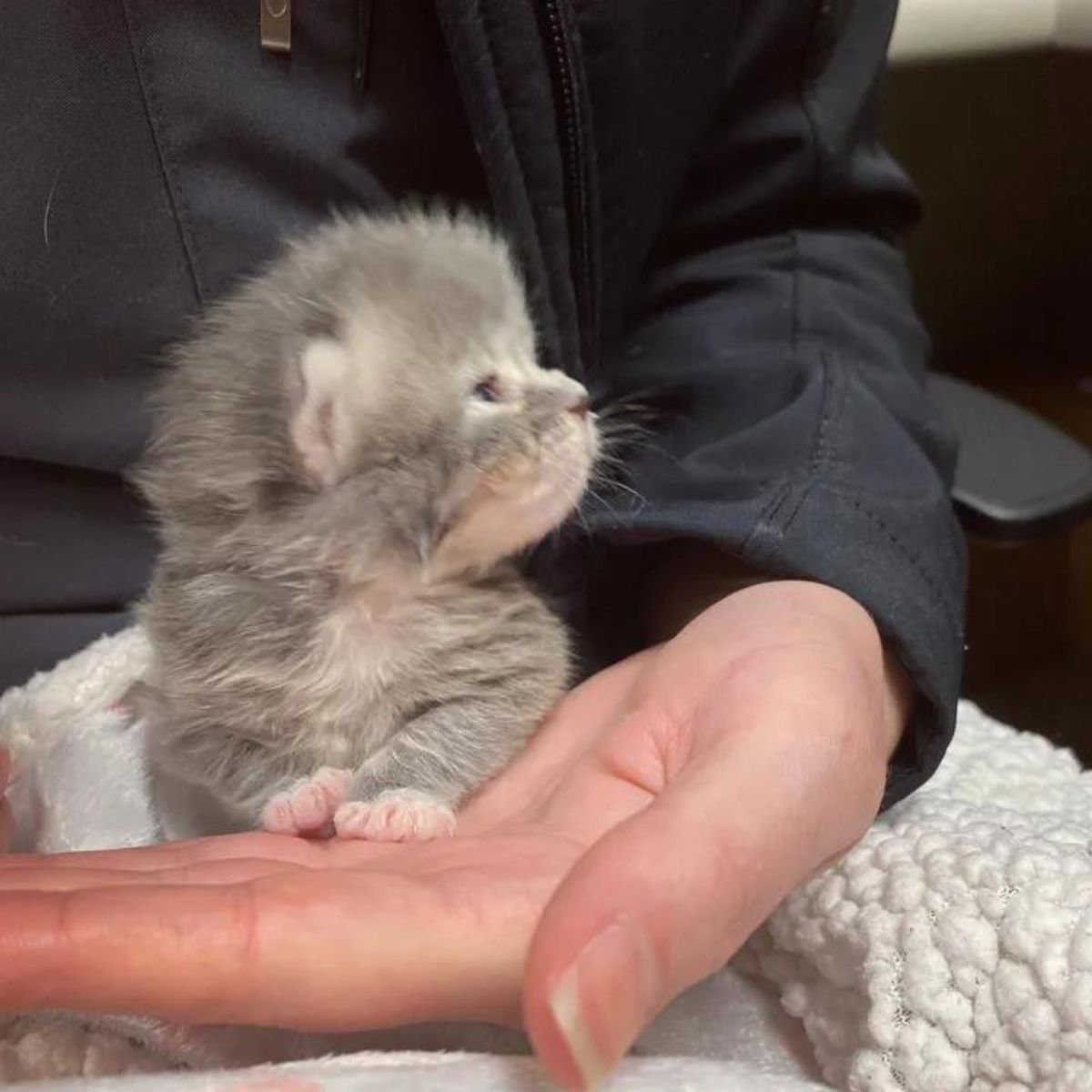 kitten held in hand