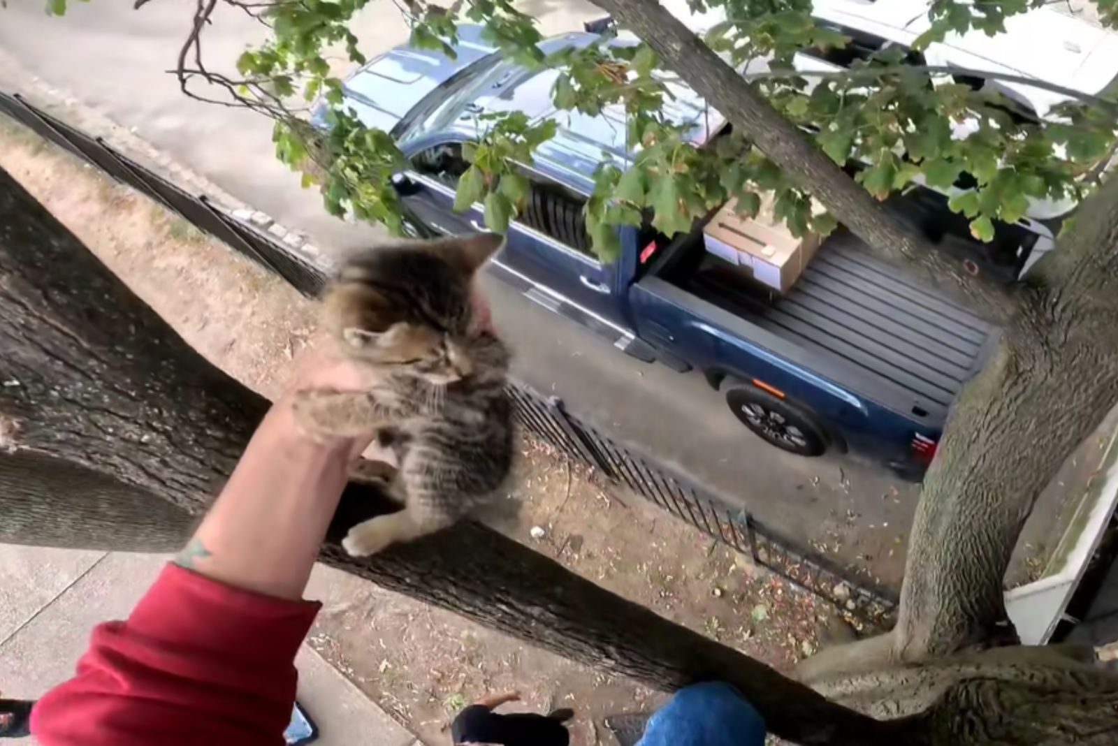 kitten held in hand