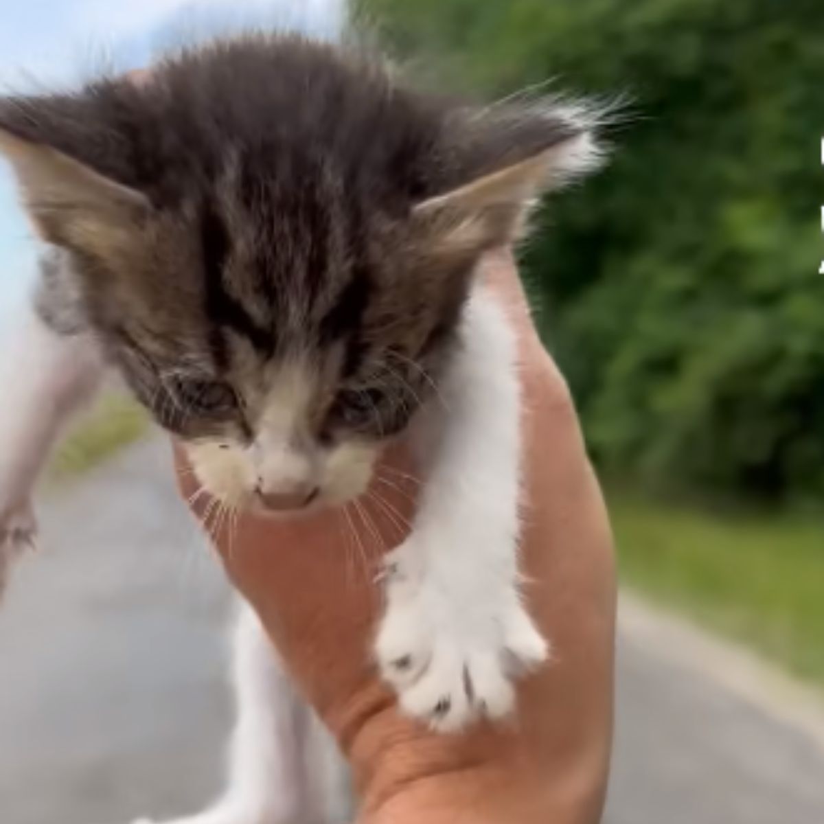 kitten held in hand