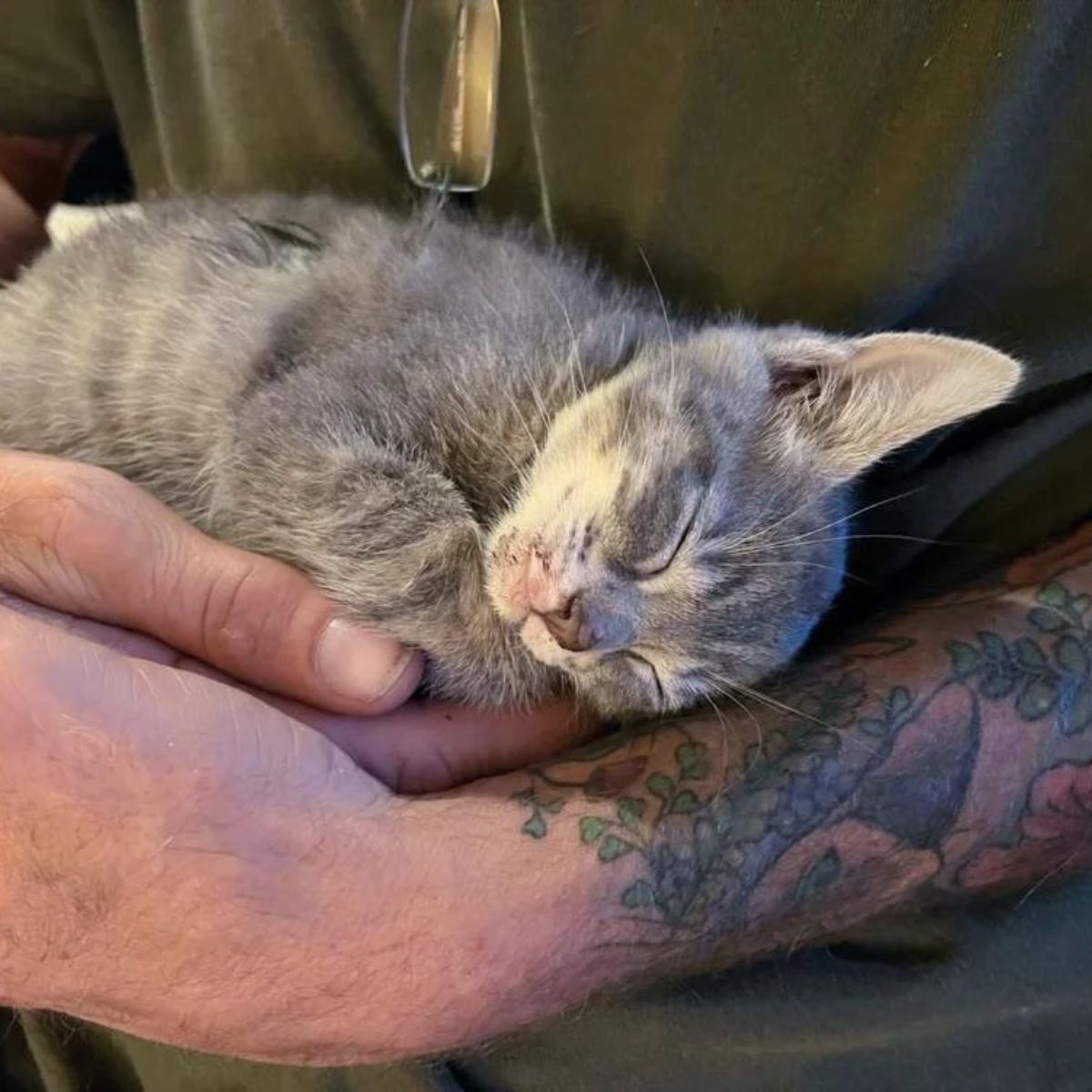 kitten held in hands sleeping