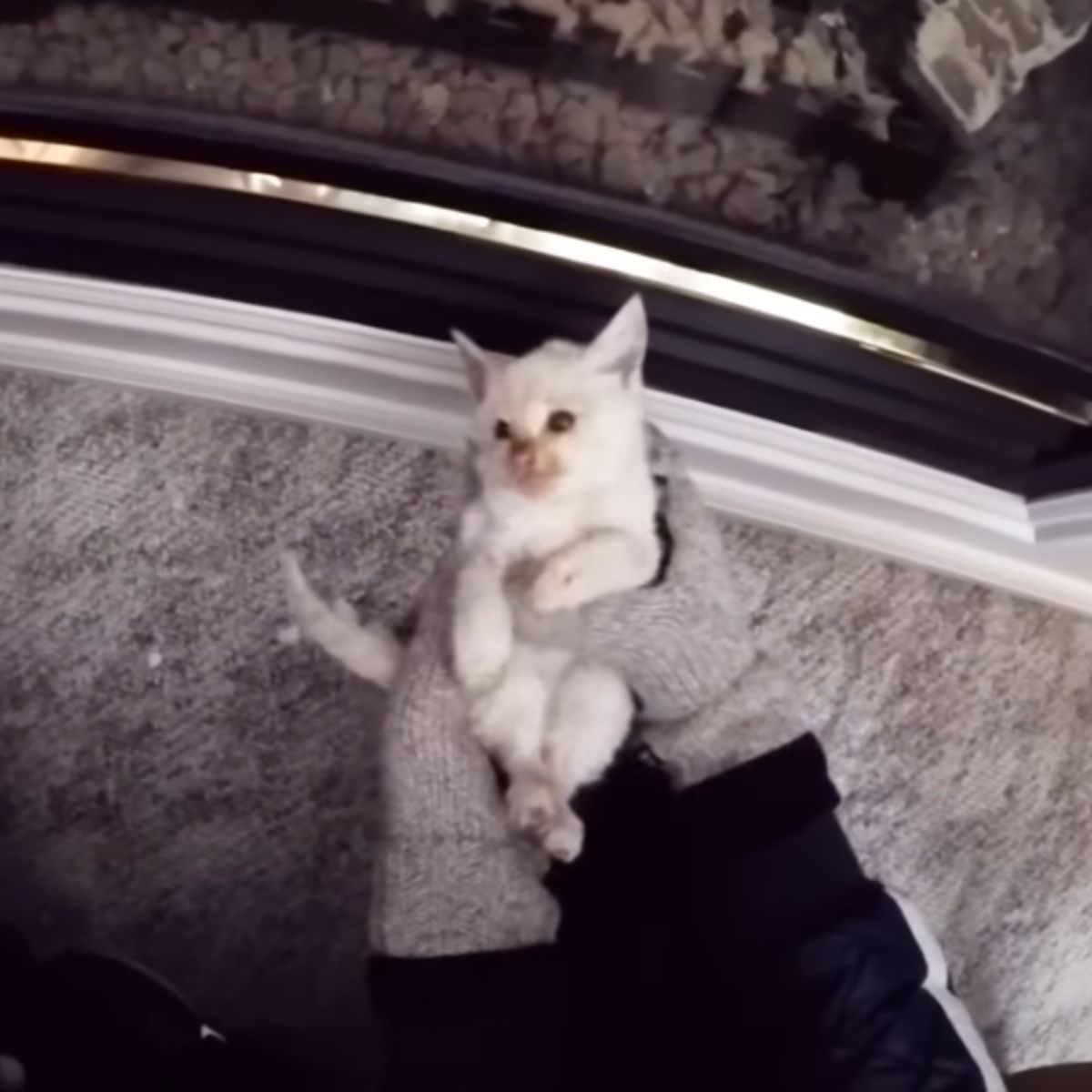 kitten held in hands