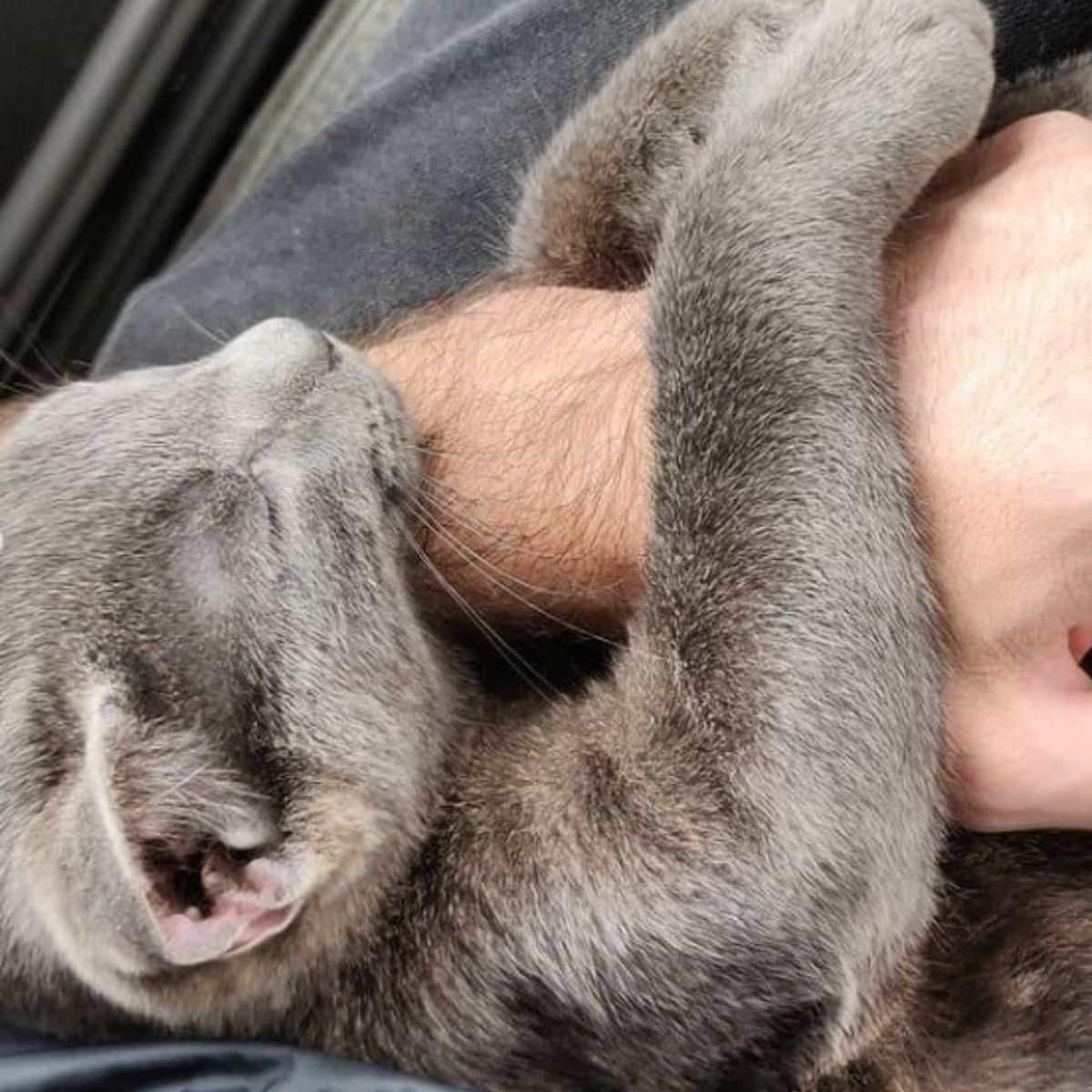 kitten holding human hand