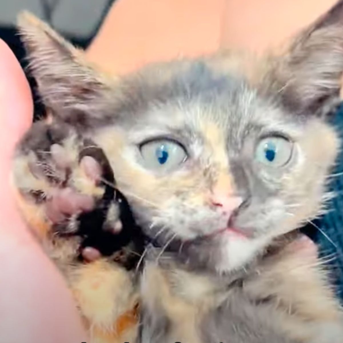 kitten holding up a paw
