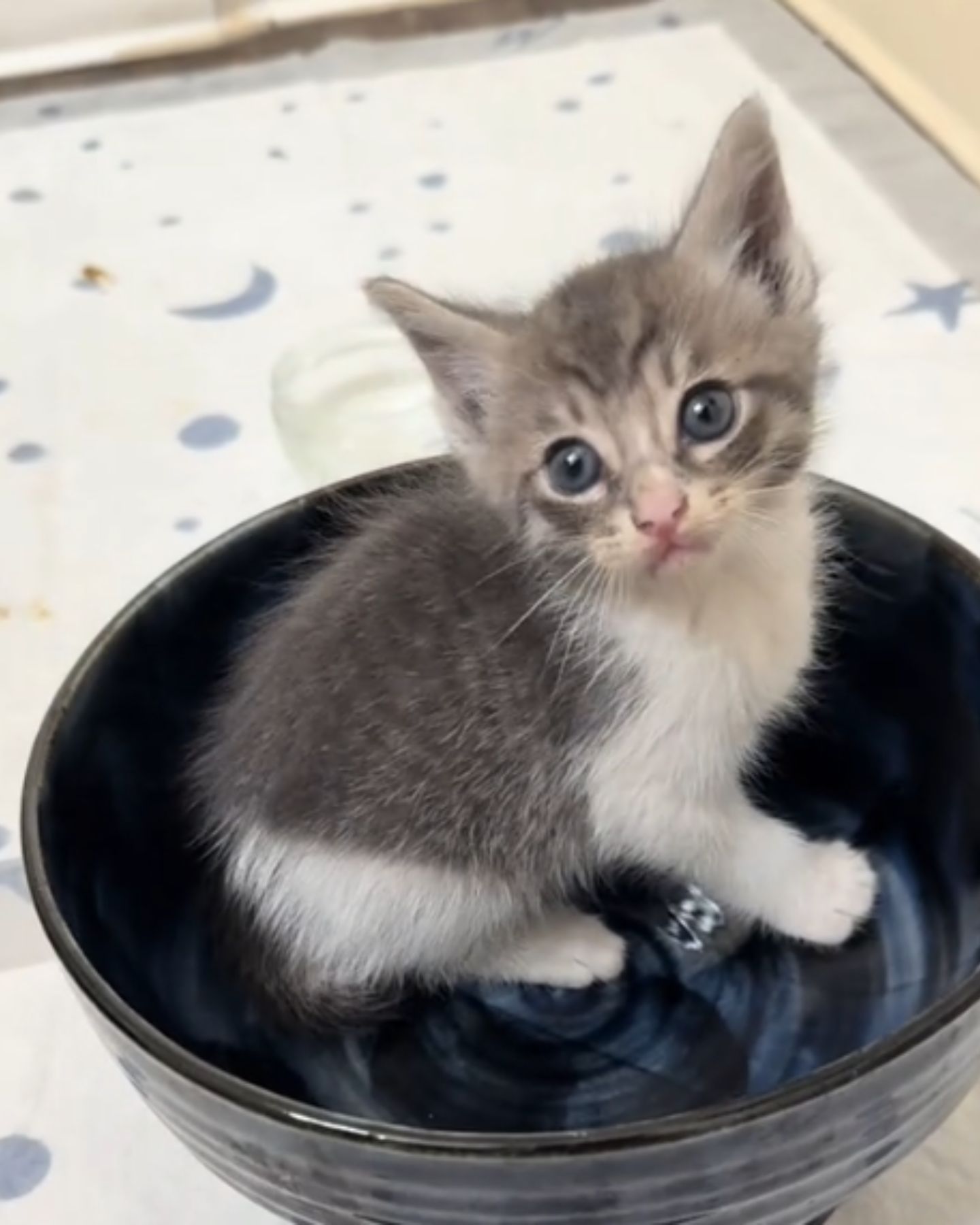 kitten in a bowl