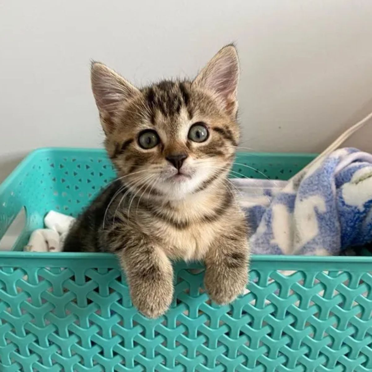 kitten in a green basket