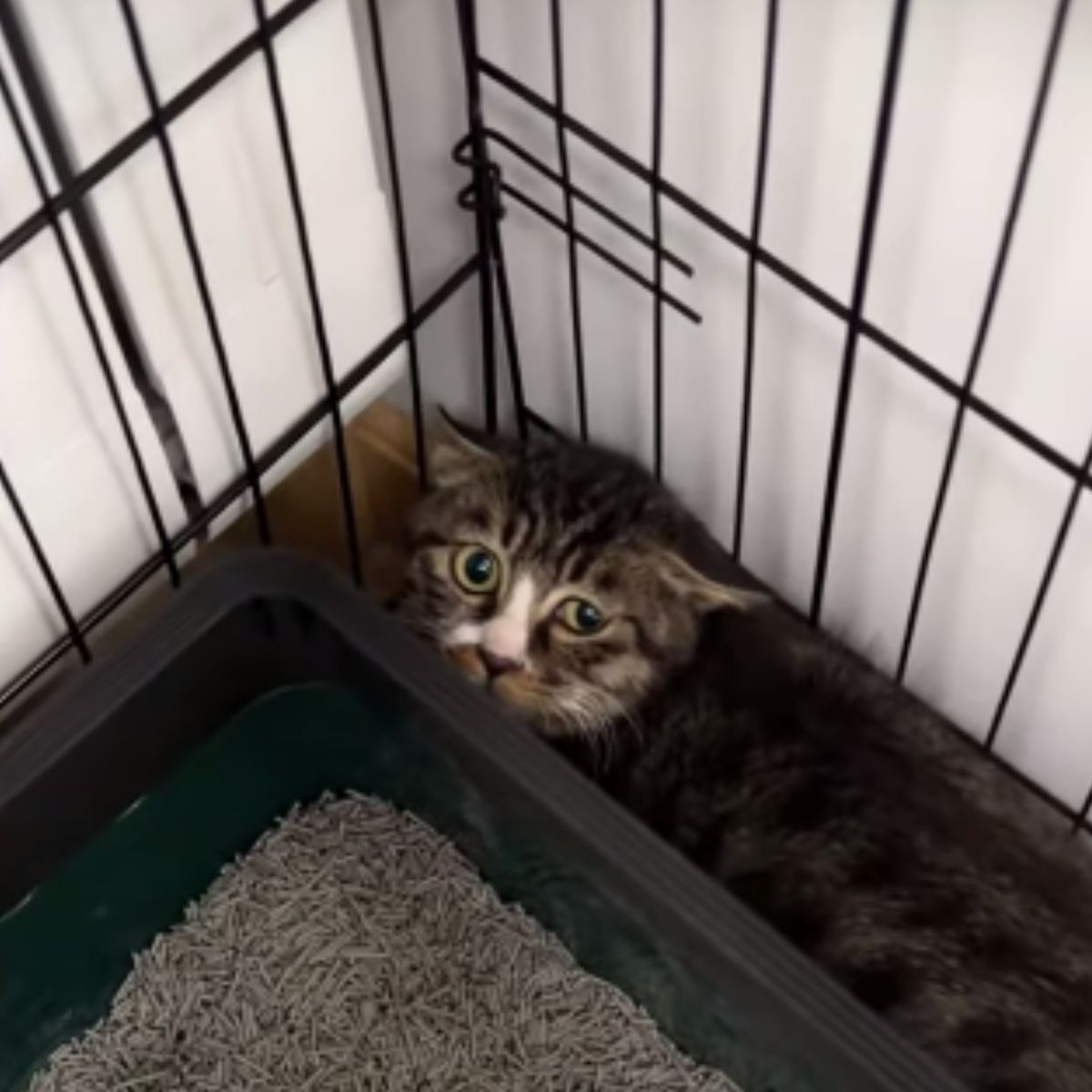 kitten in a kennel