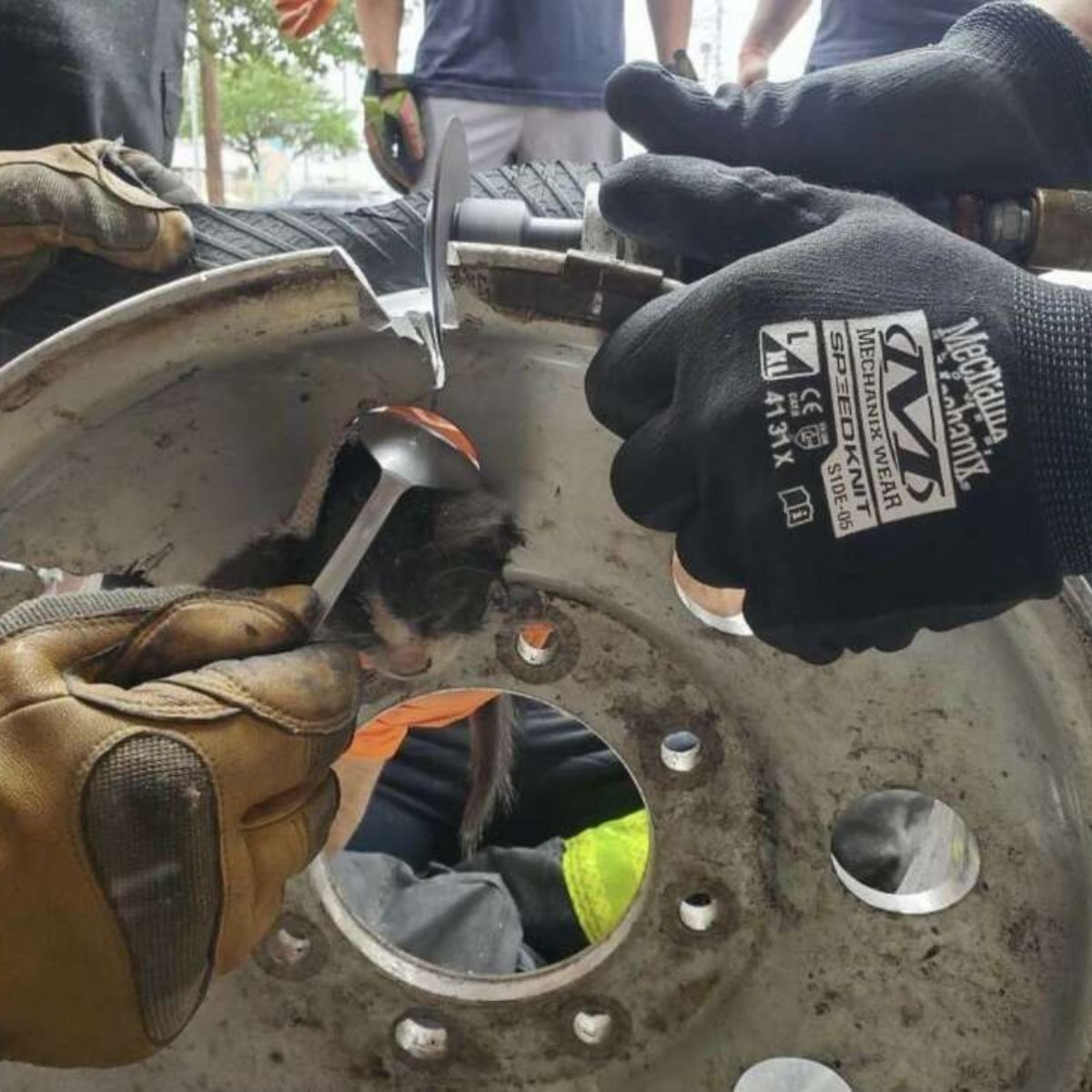 kitten in a tire rim
