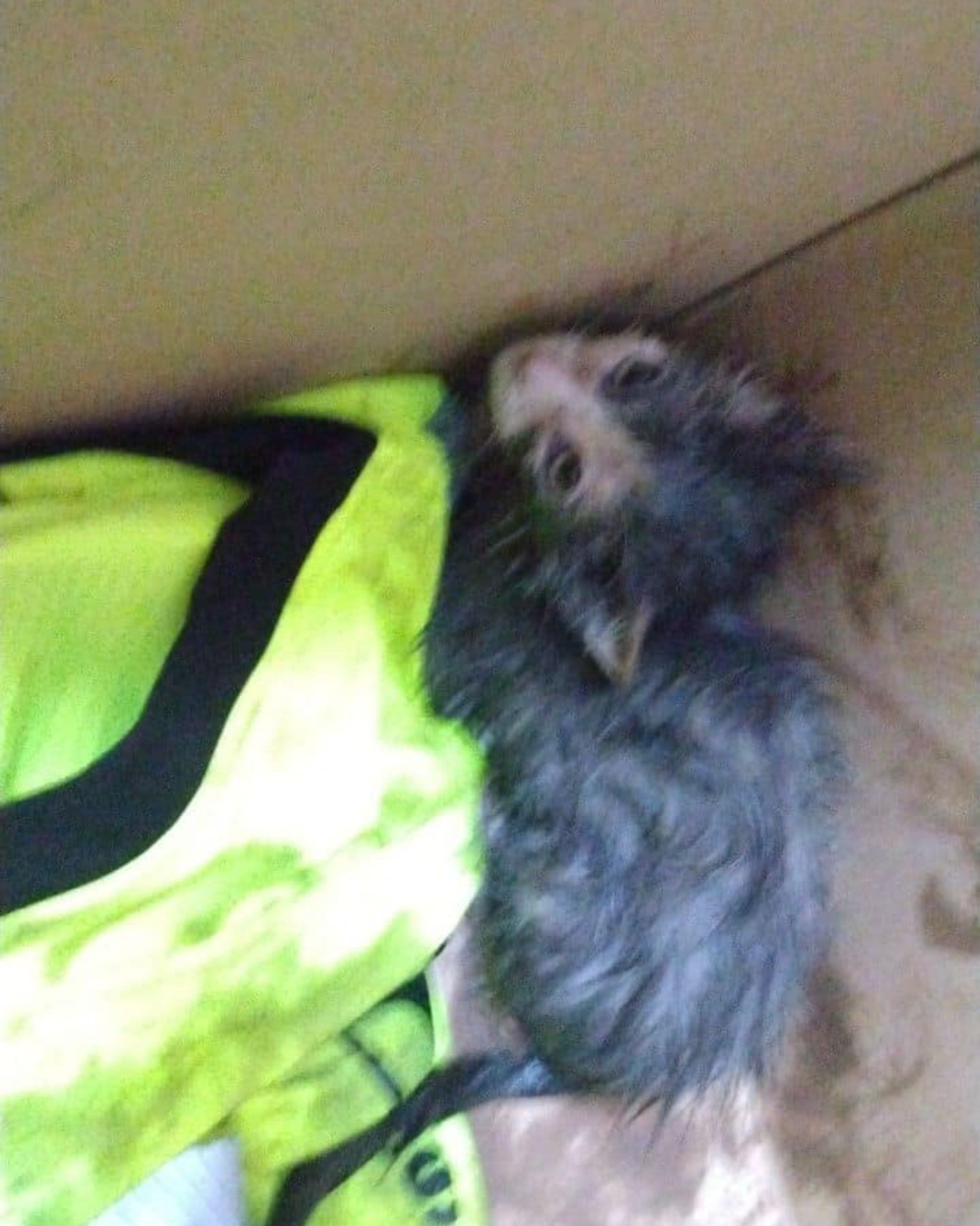 kitten in box