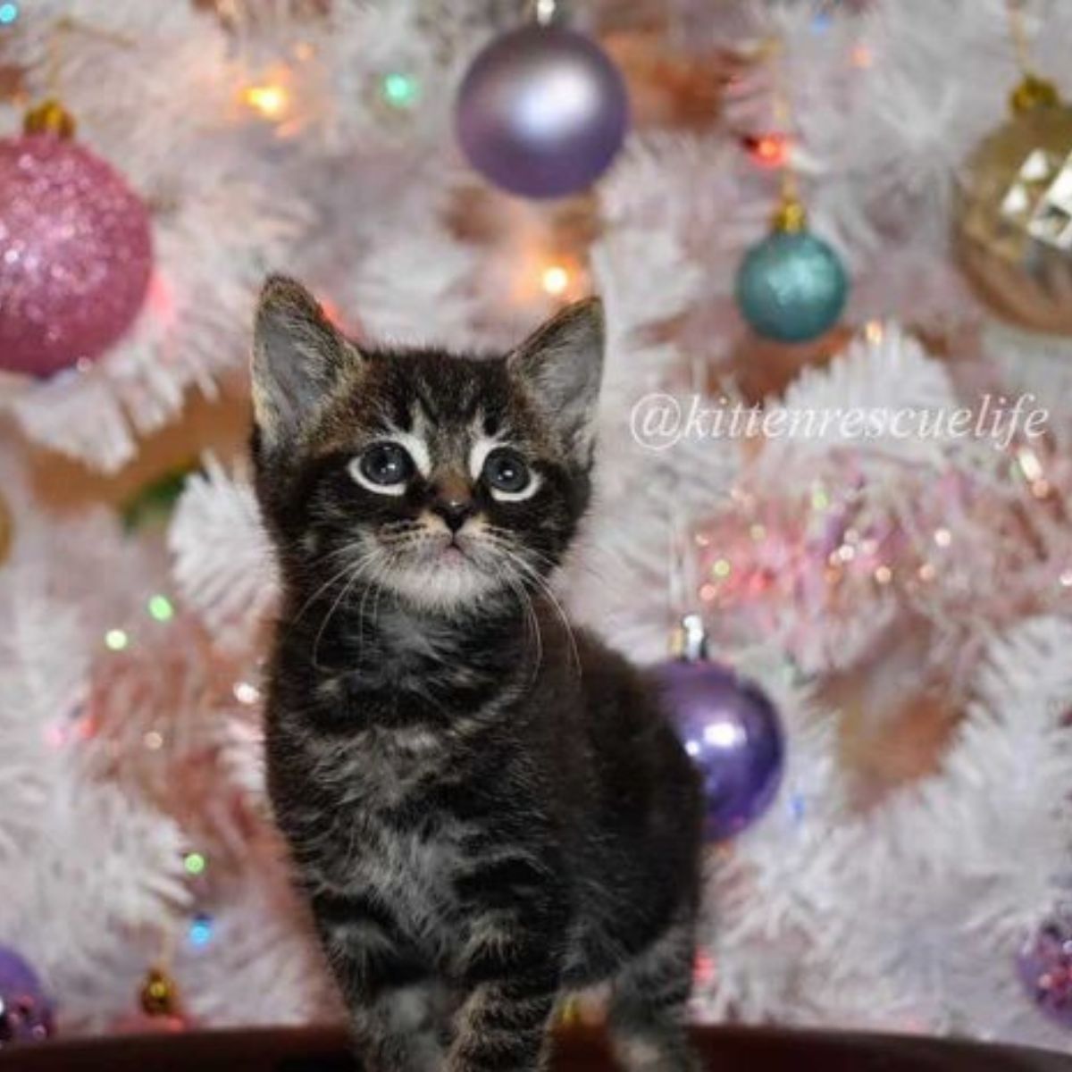kitten is posing next to the Christmas tree