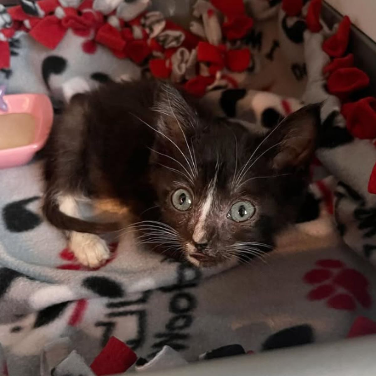 kitten looking at camera
