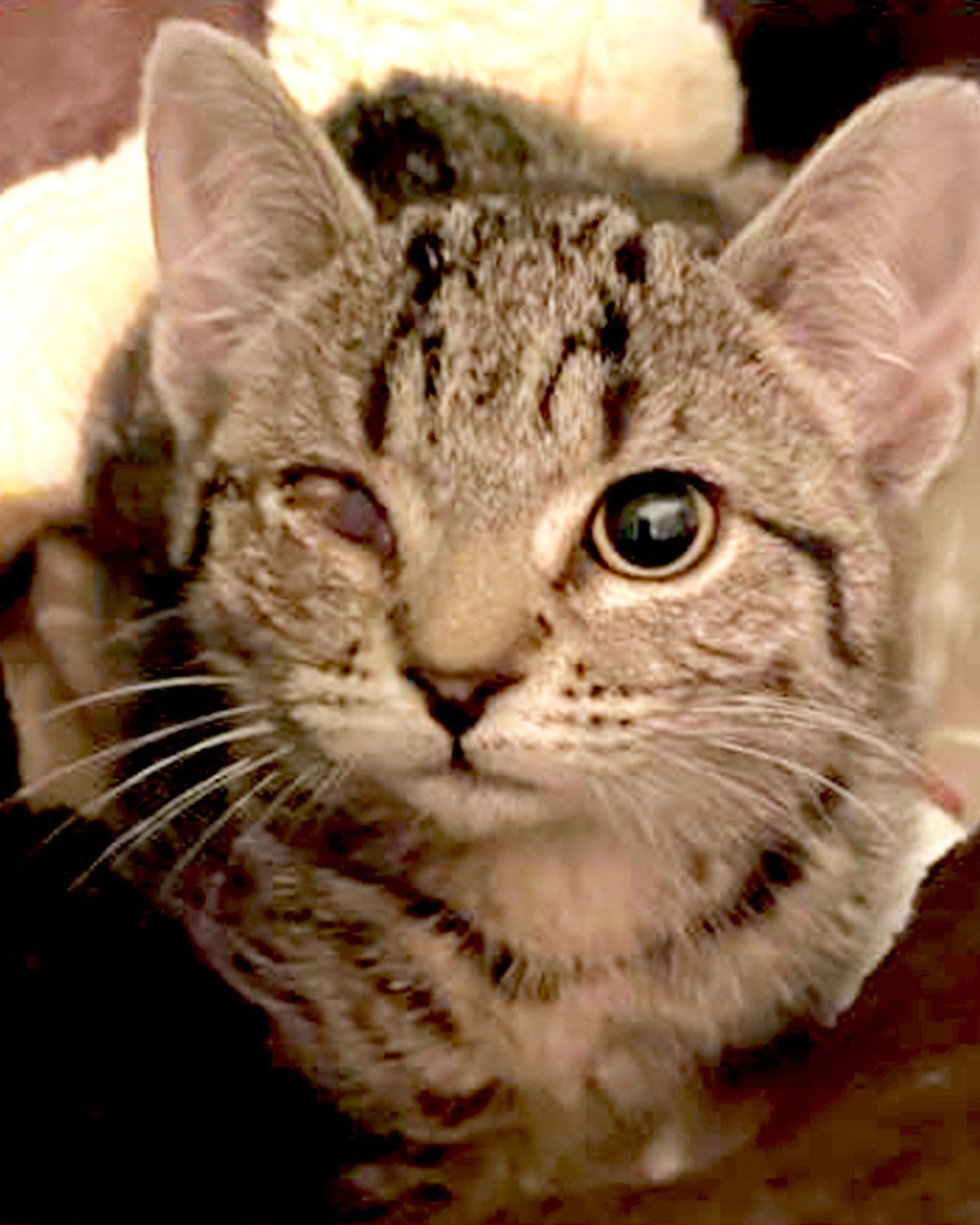 kitten looking at the camera
