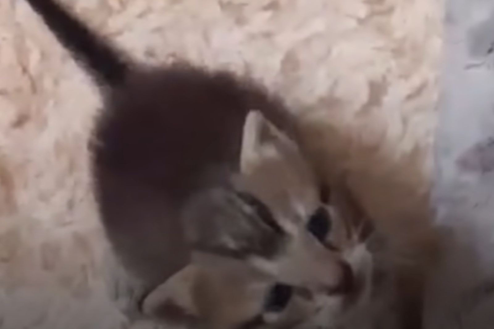 kitten looking up