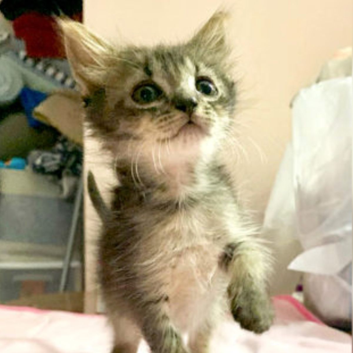 kitten looking up