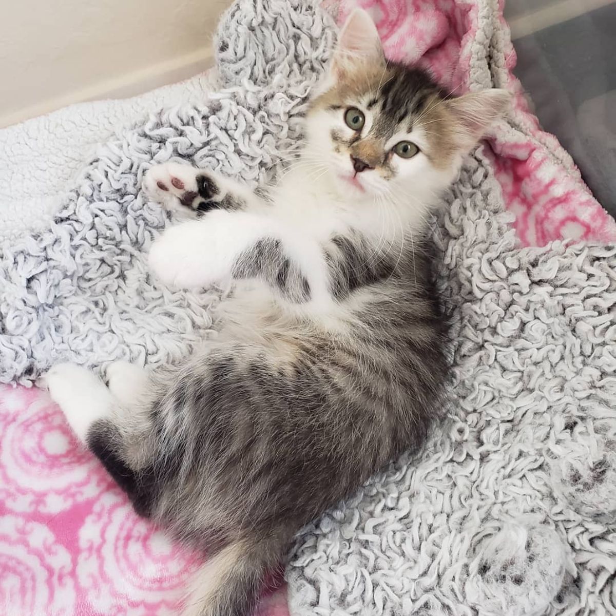 kitten lying down