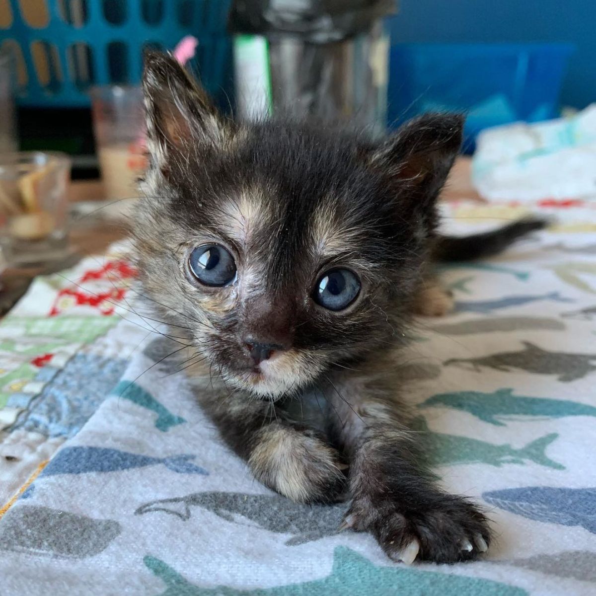 kitten lying down