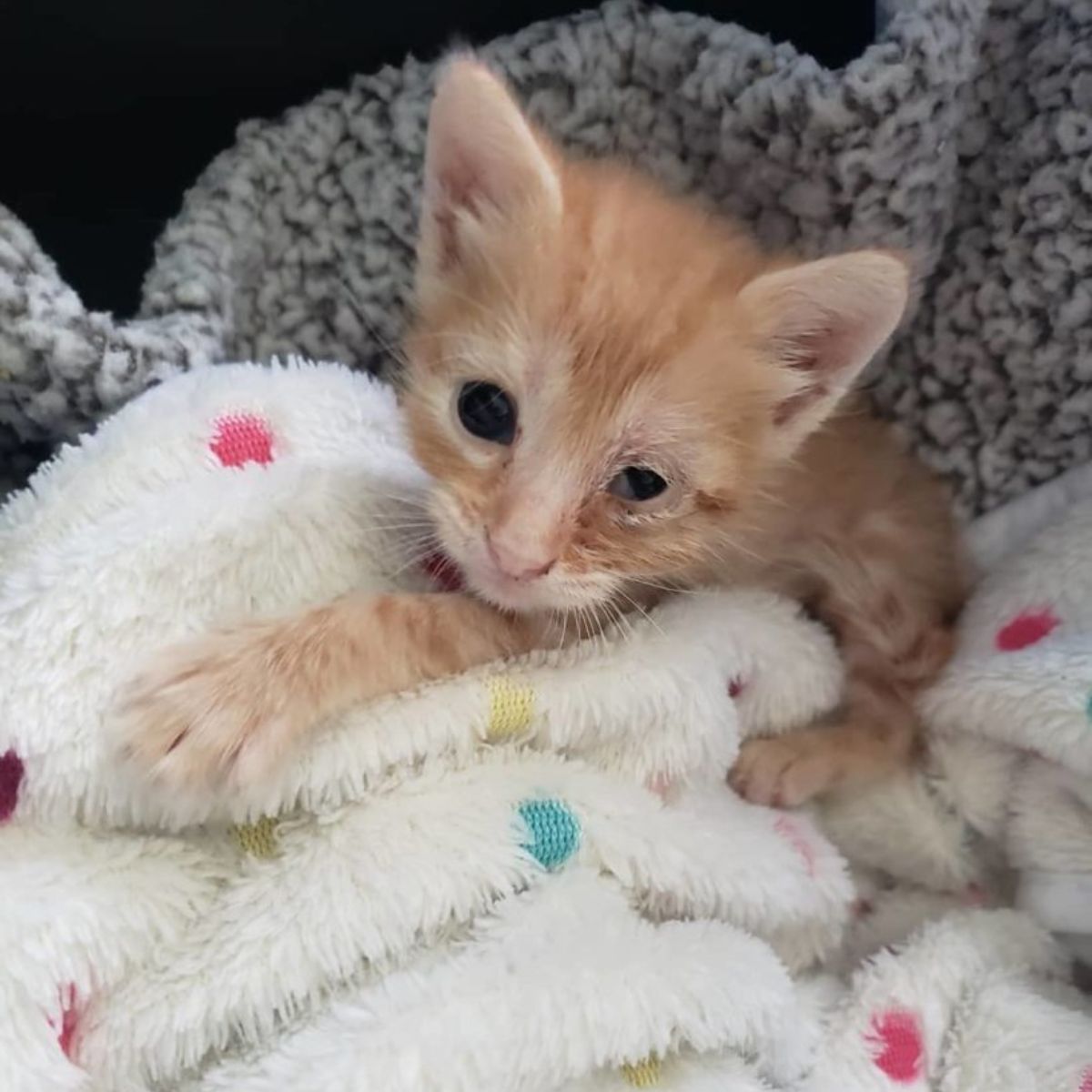 kitten lying in a blanket