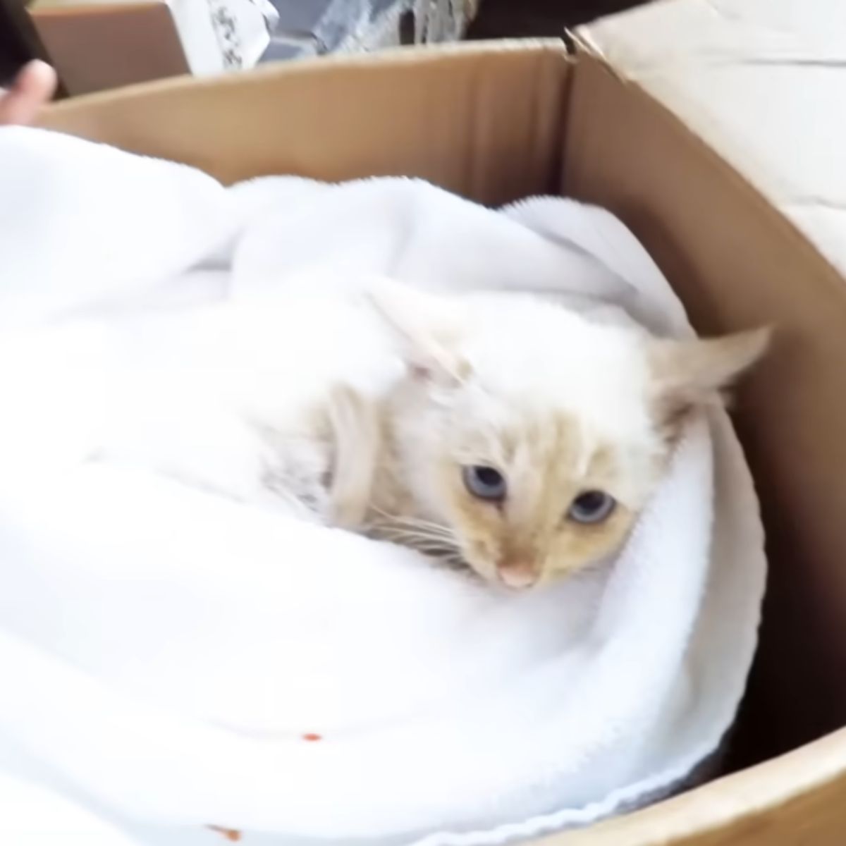 kitten lying in a blanket