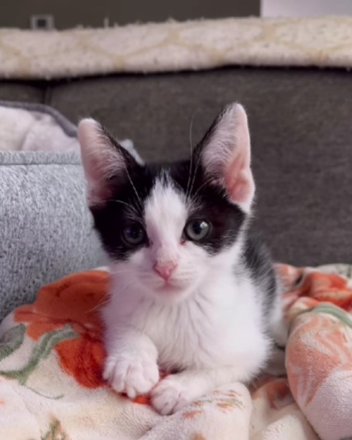 kitten lying in bed
