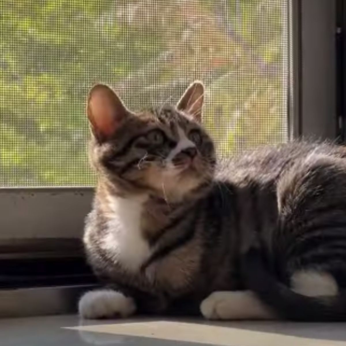 kitten lying next to a window