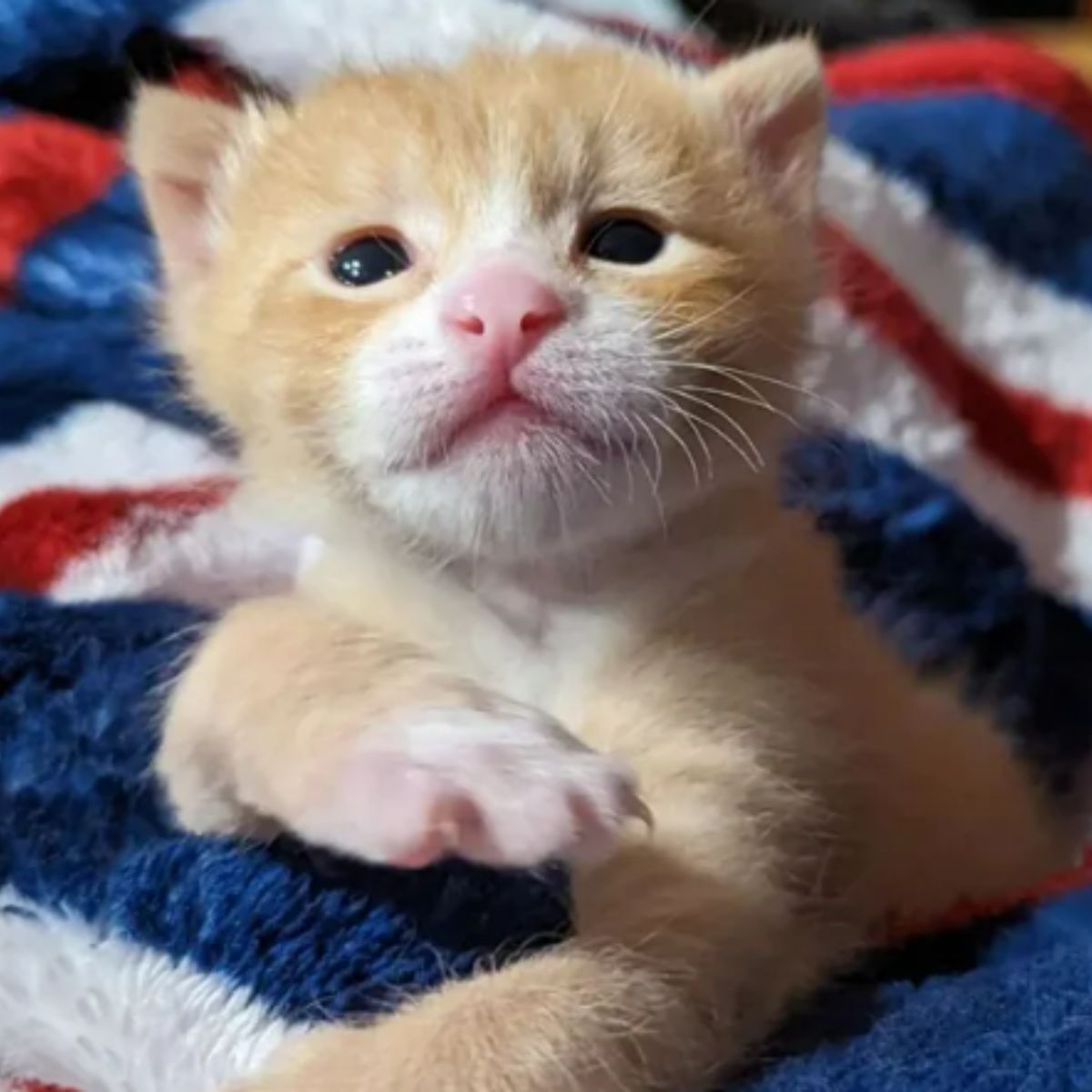 kitten lying on a blanket