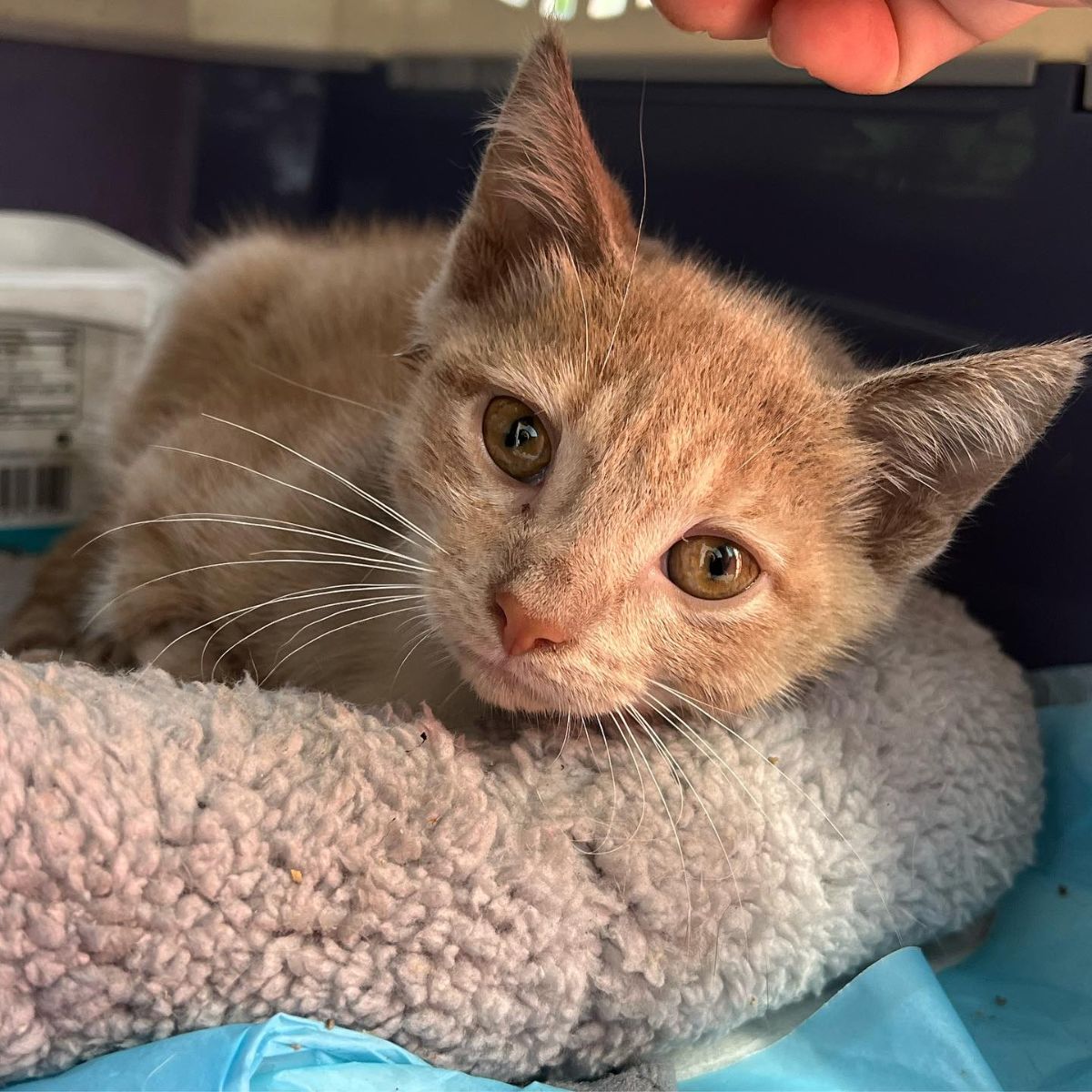 kitten lying on a blanket