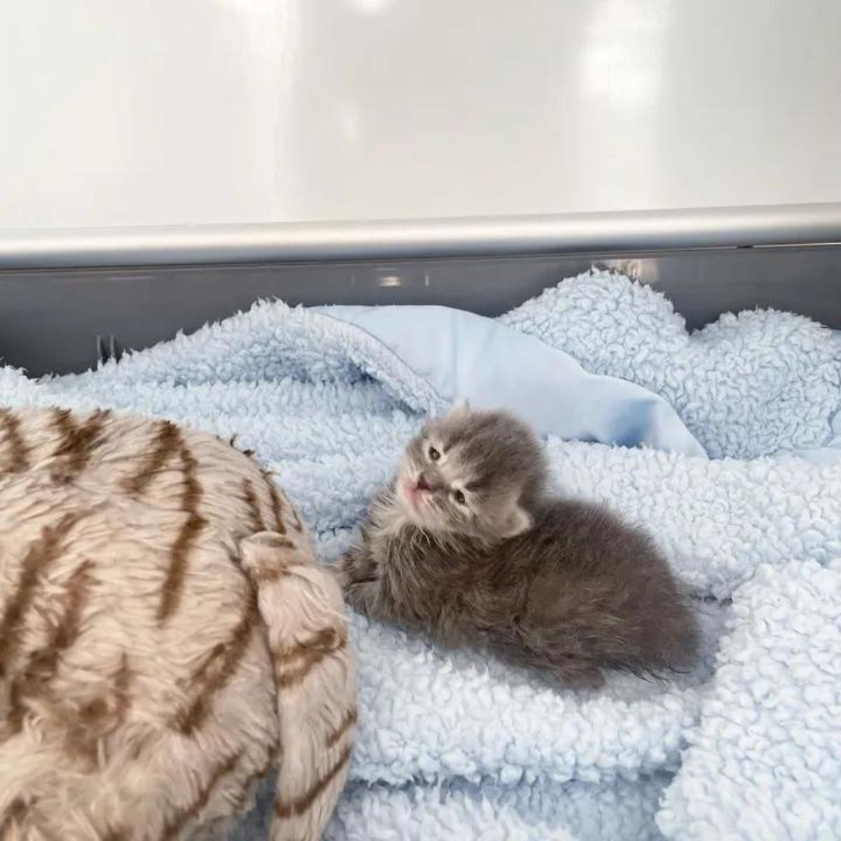 kitten lying on a blue blanket