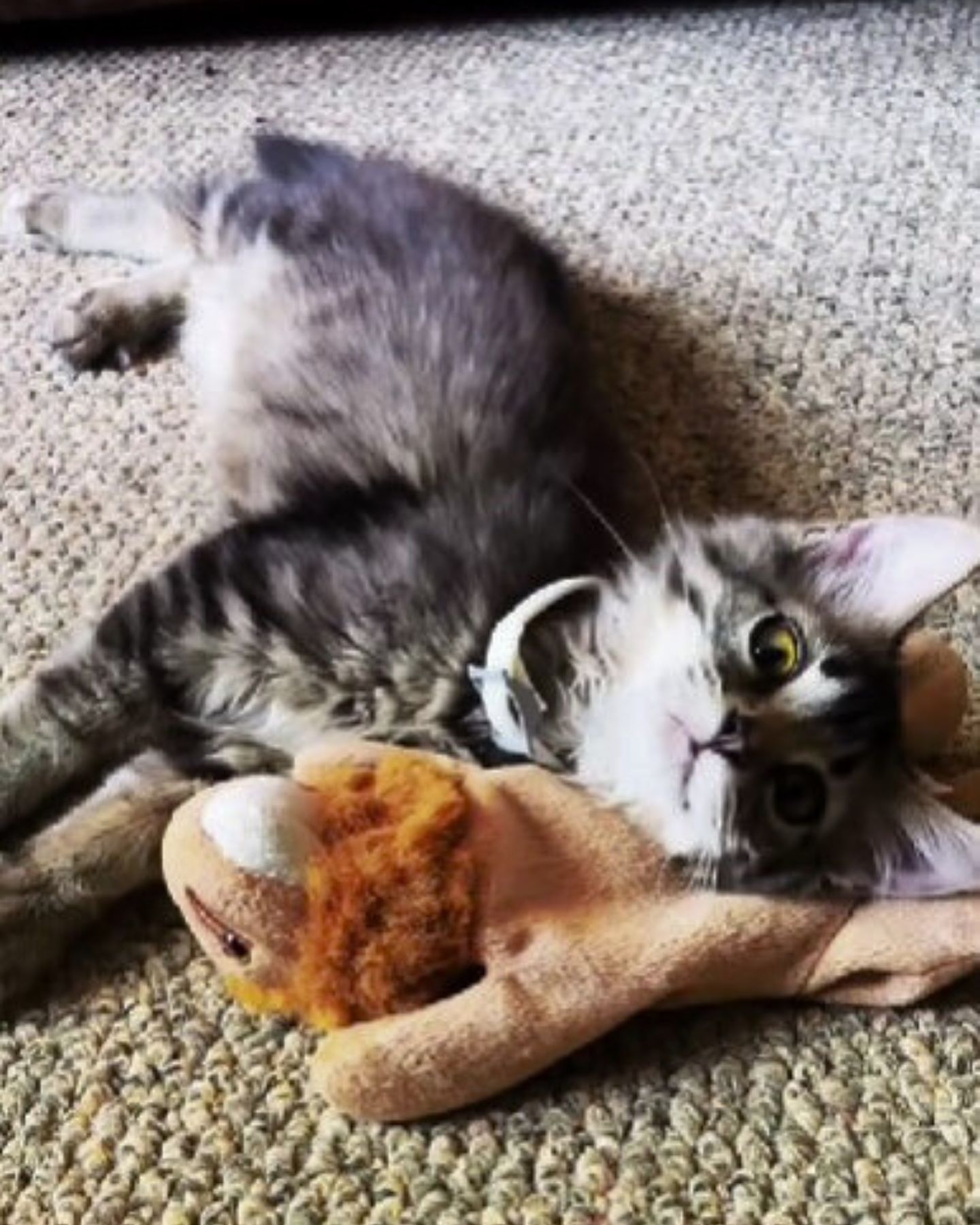 kitten lying on a toy