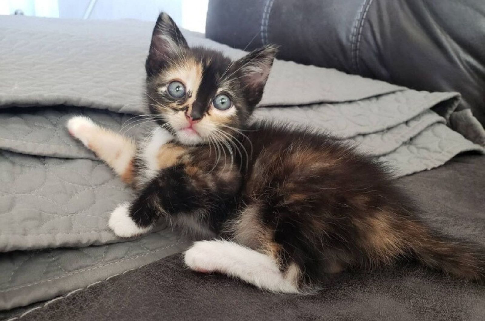 kitten lying on couch