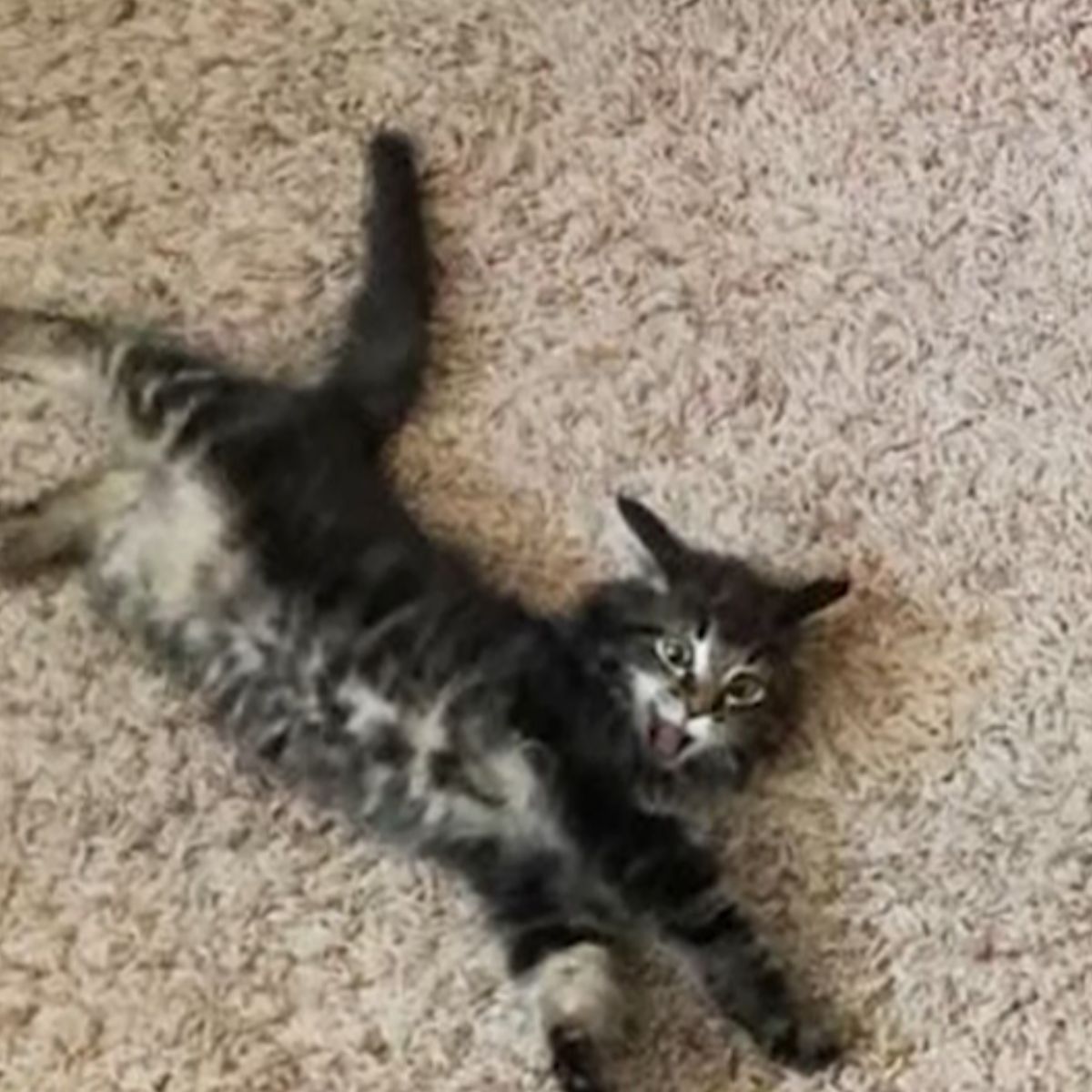 kitten lying on floor