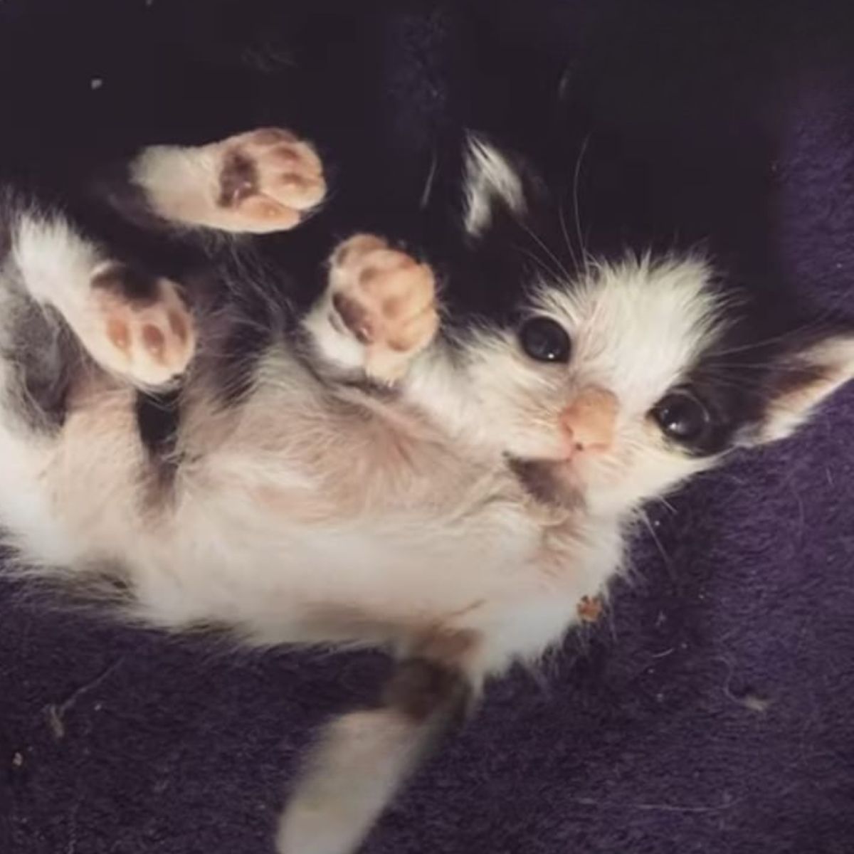 kitten lying on its back