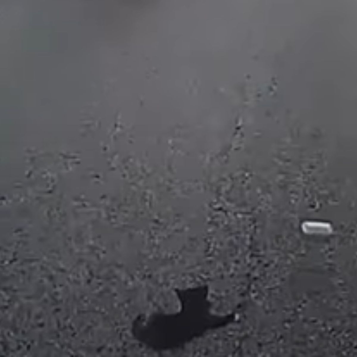 kitten lying on the road