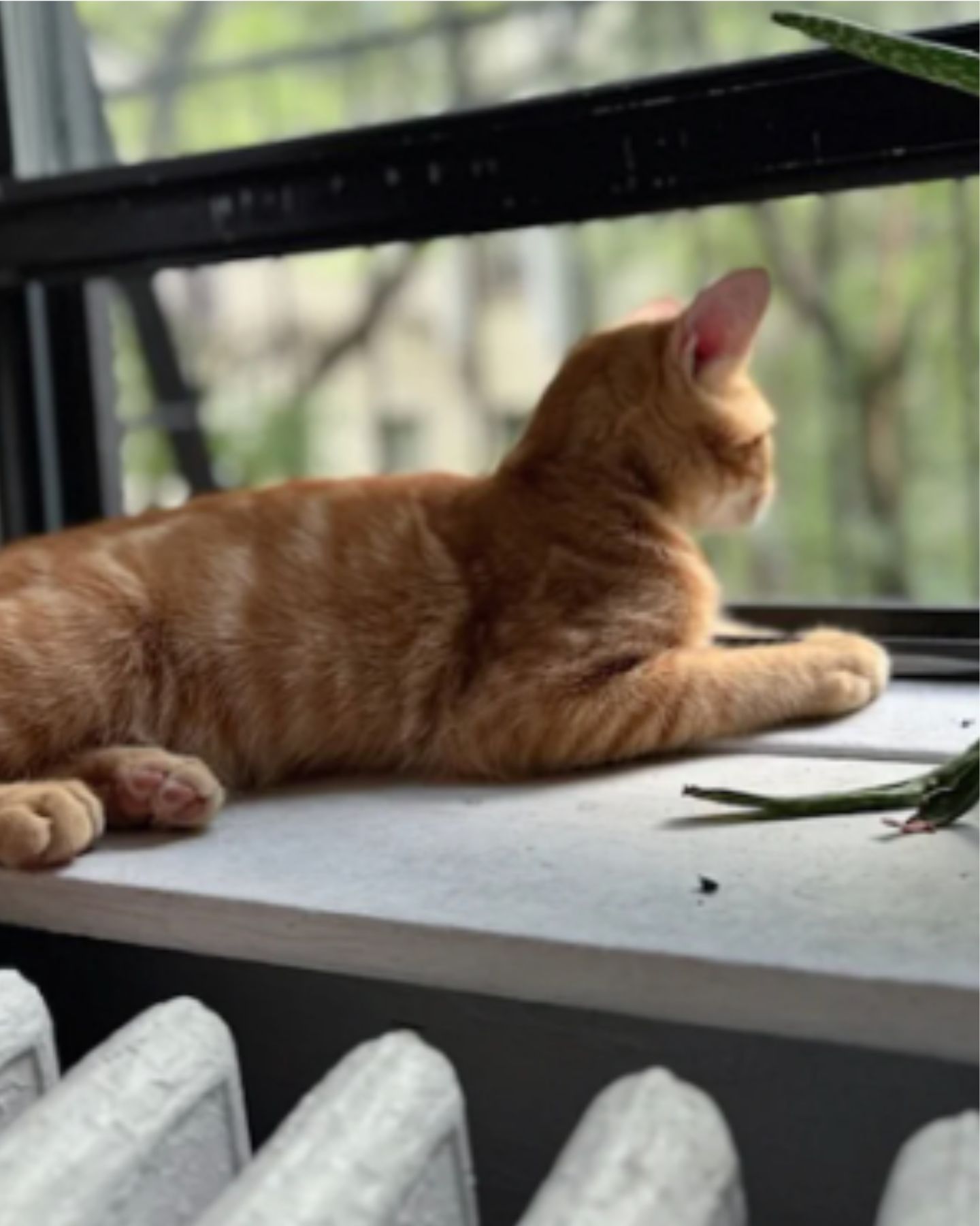 kitten lying on the window sill