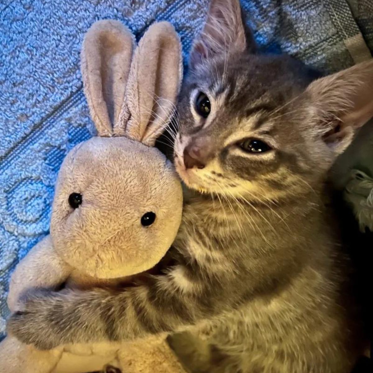 kitten lying with a stuffed bunny
