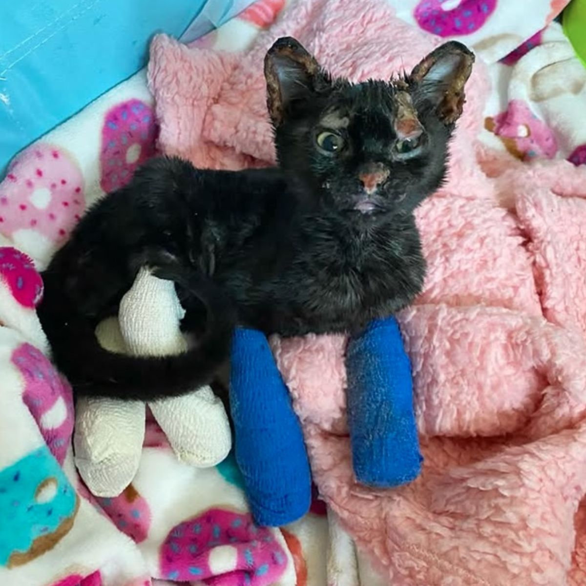 kitten lying with bandage on legs