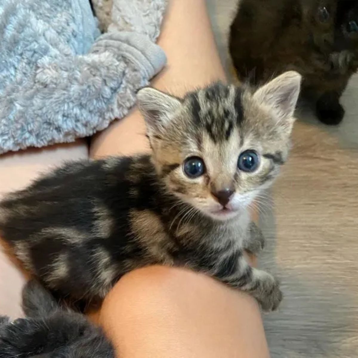 kitten lying