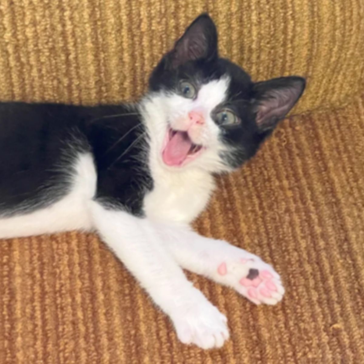 kitten meowing
