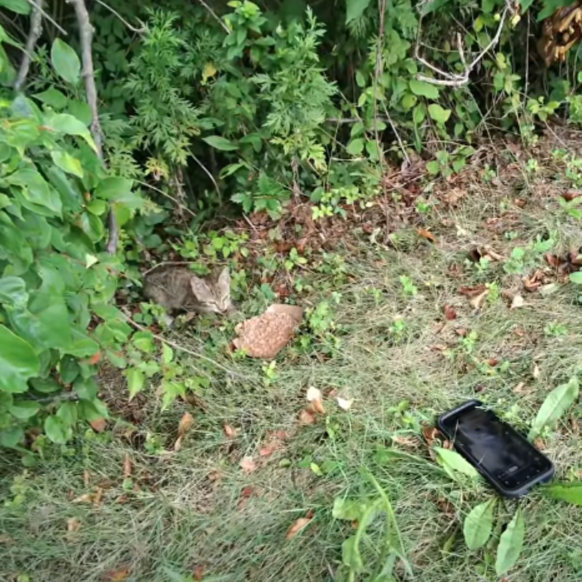 kitten near highway