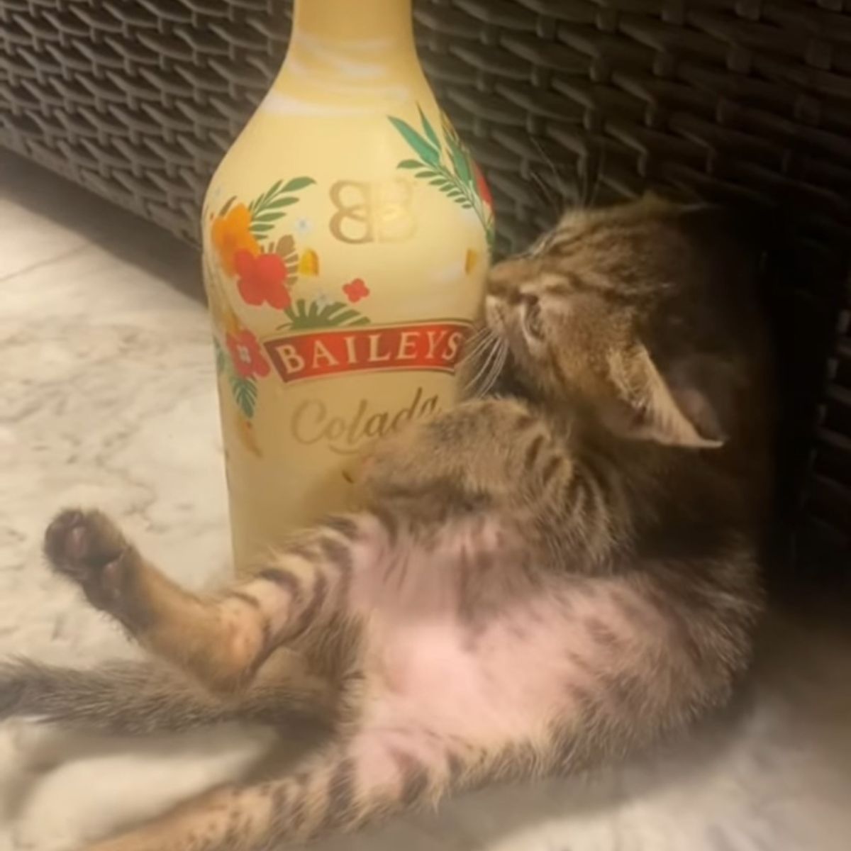 kitten next to a bottle