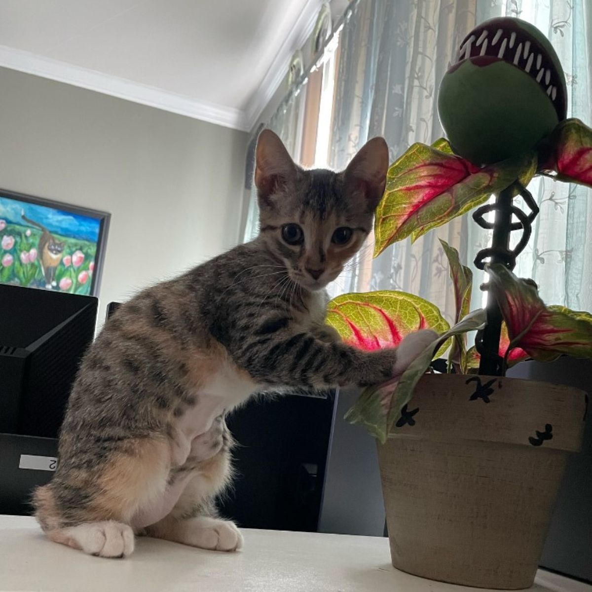 kitten next to a flower