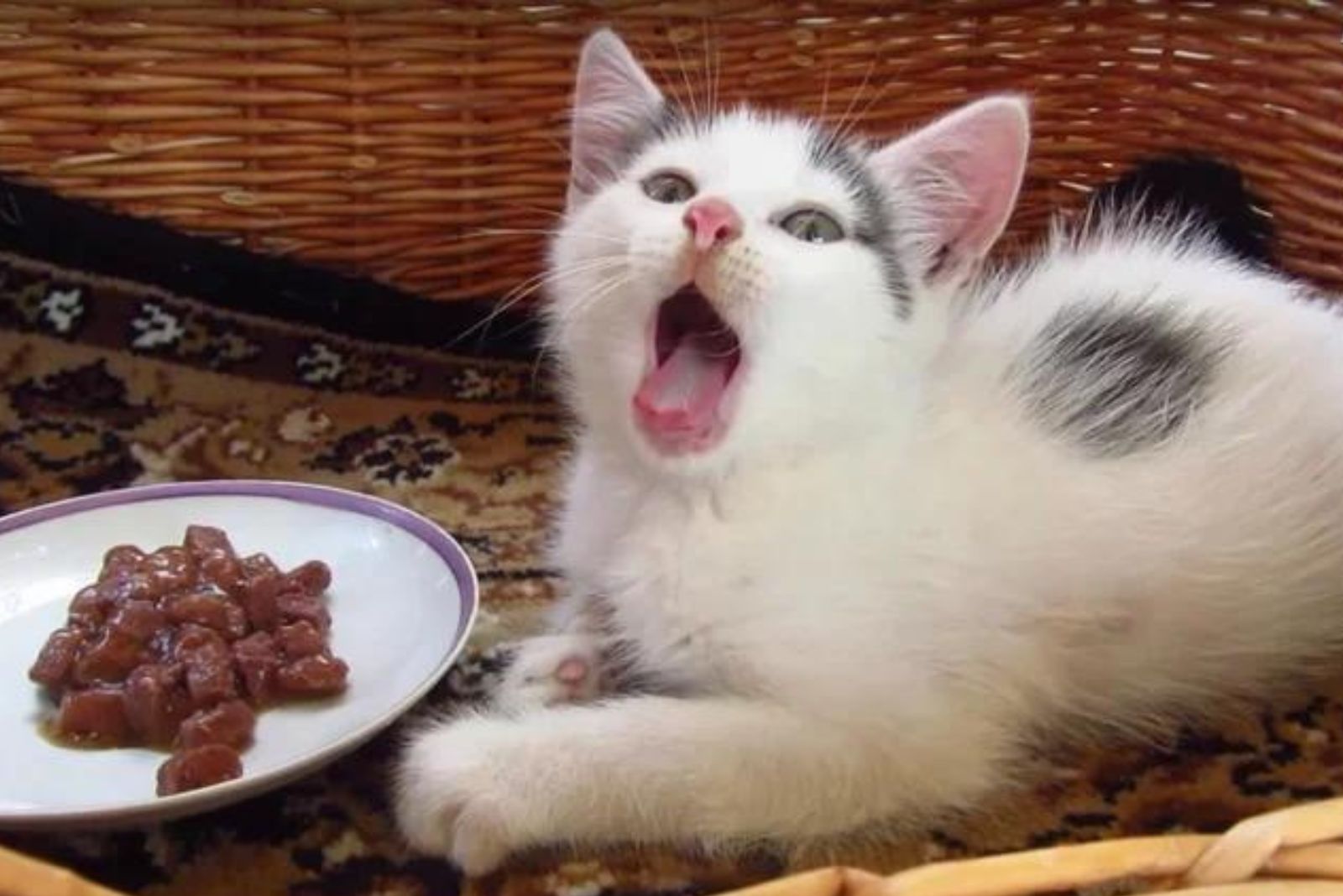 kitten next to a plate of food