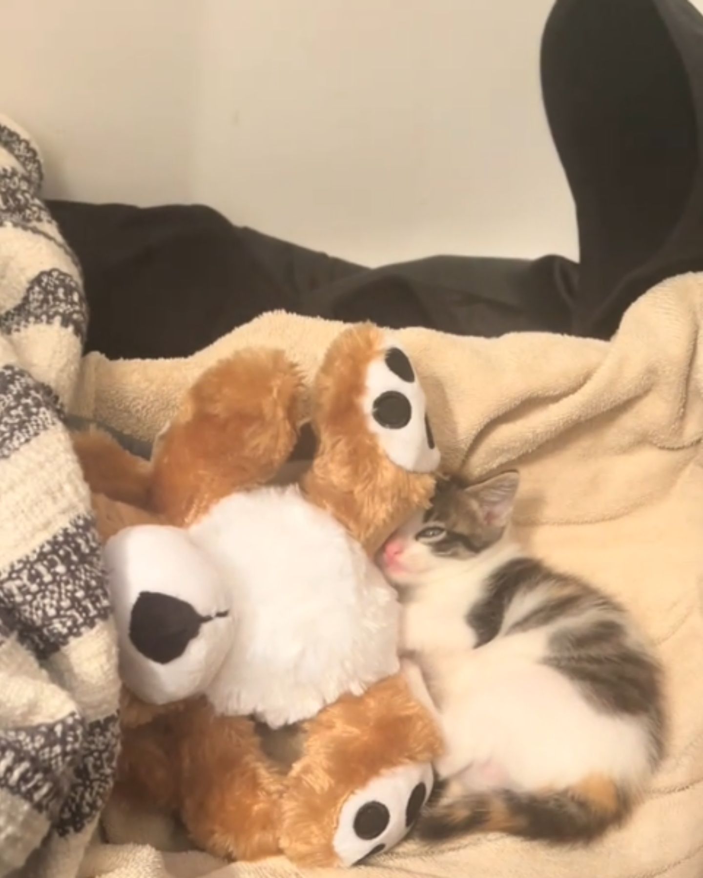 kitten next to teddy bear