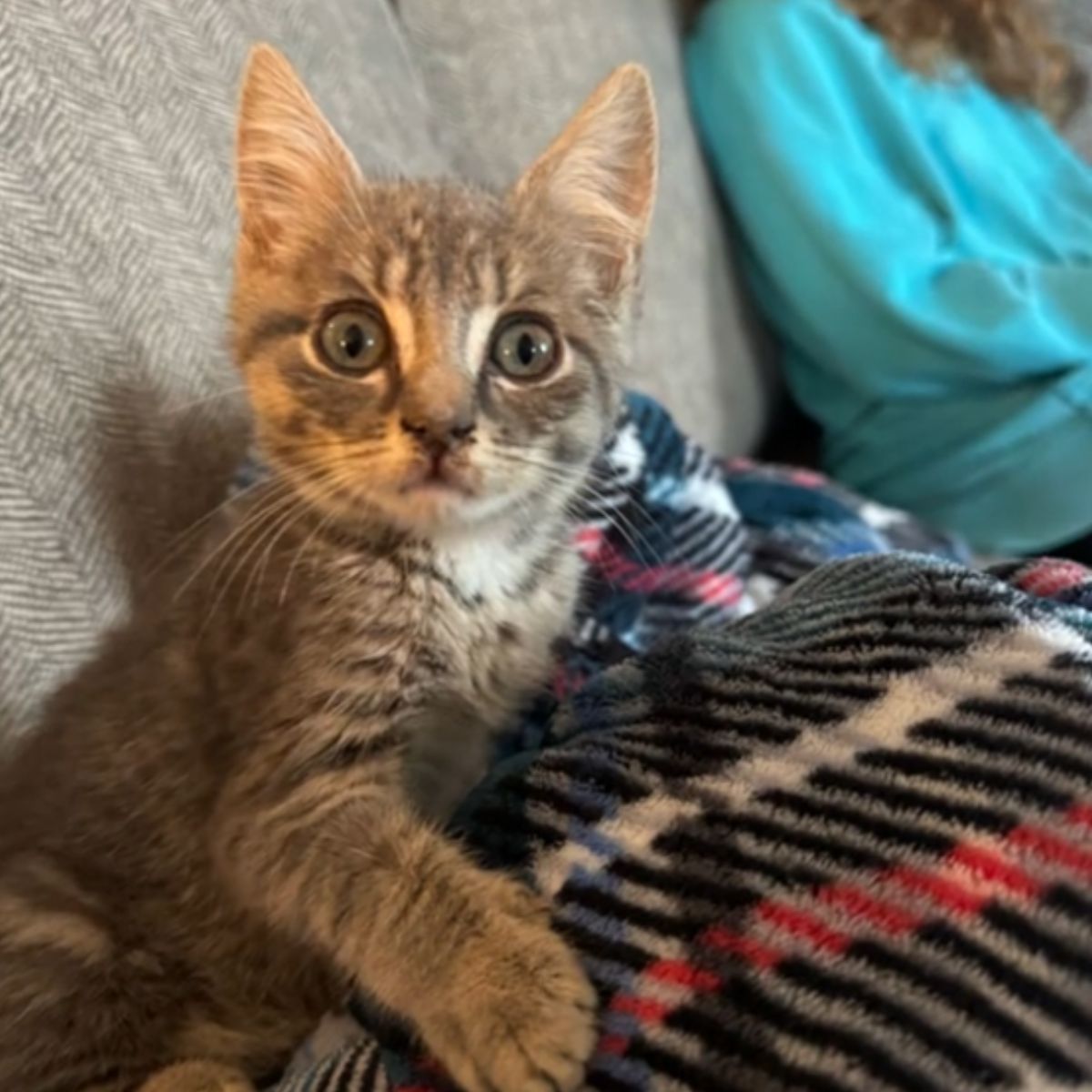 kitten on a blanket