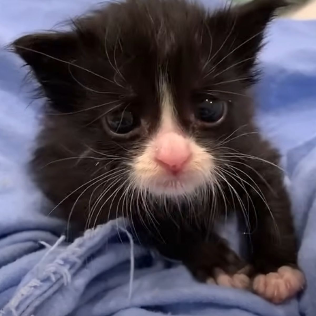 kitten on a blue blanket