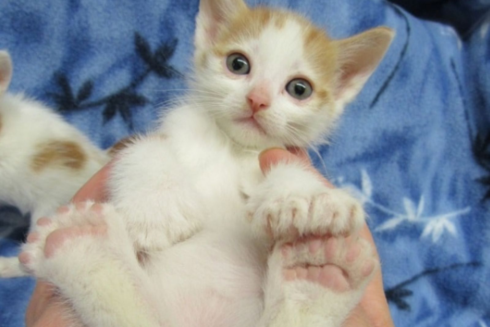 kitten on a blue blanket